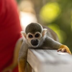 Monkeyland Punta Cana Tour | Interact With Squirrel Monkeys