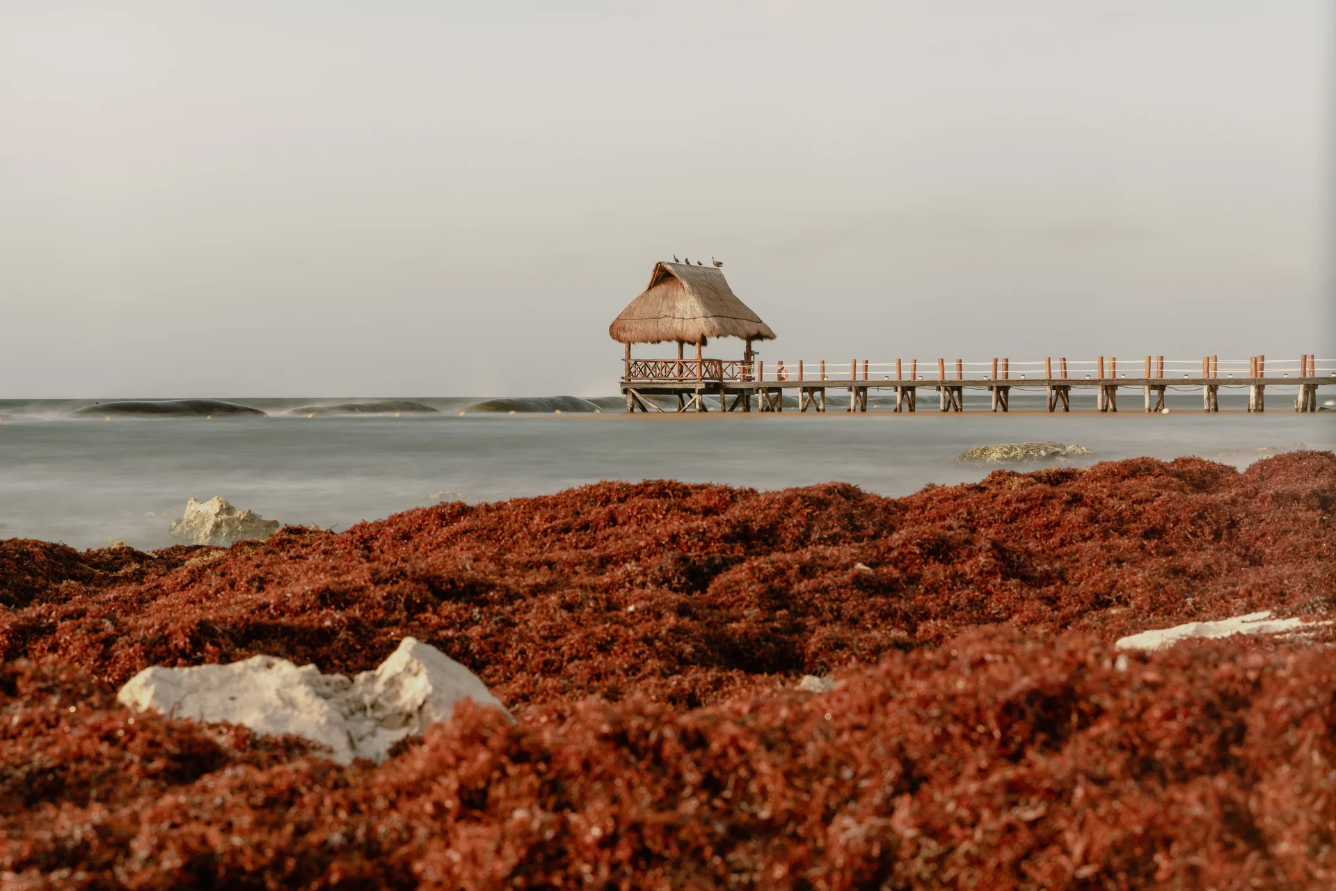 Caribbean beach with sargassum seaweed
