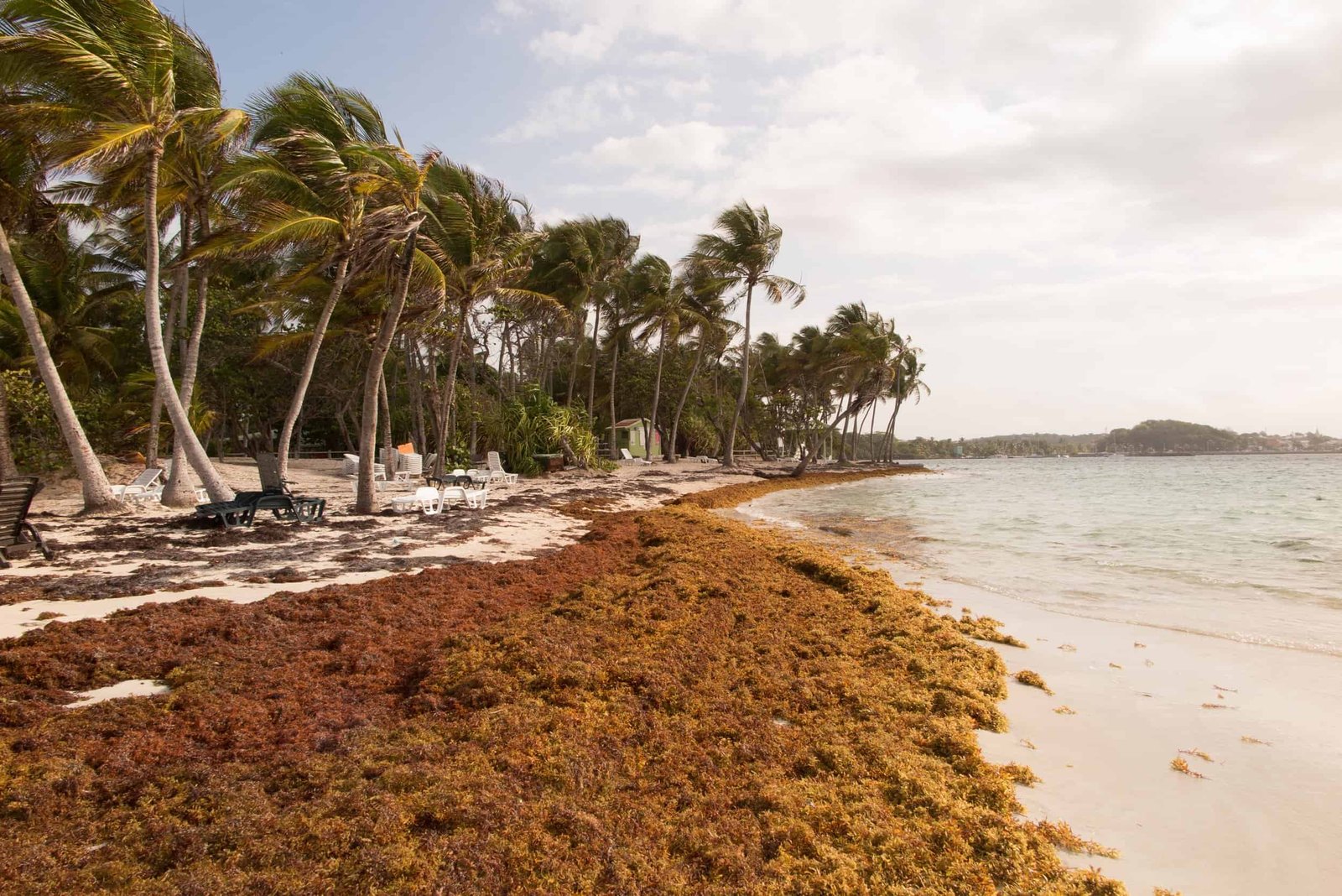 Sargassum conditions in Punta Cana